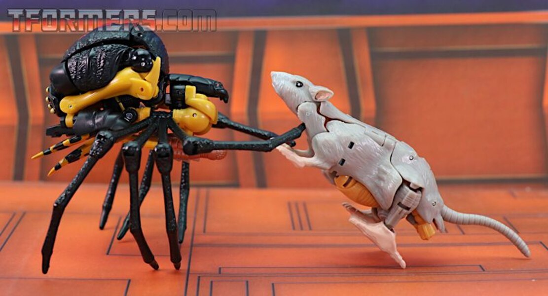 Transformers Kingdom Blackarachnia  (39 of 46)